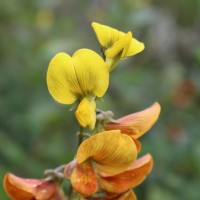 Crotalaria walkeri Arn.